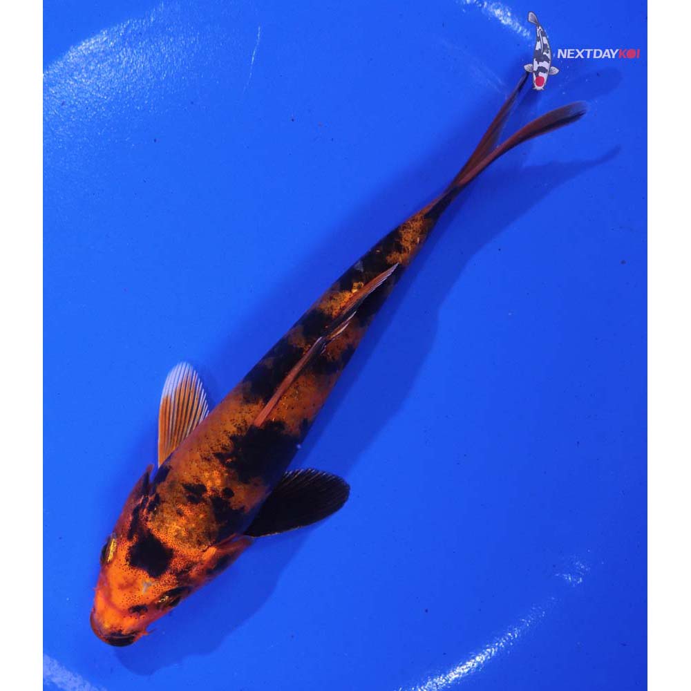 5.5” Imported Kin Hi Utsuri