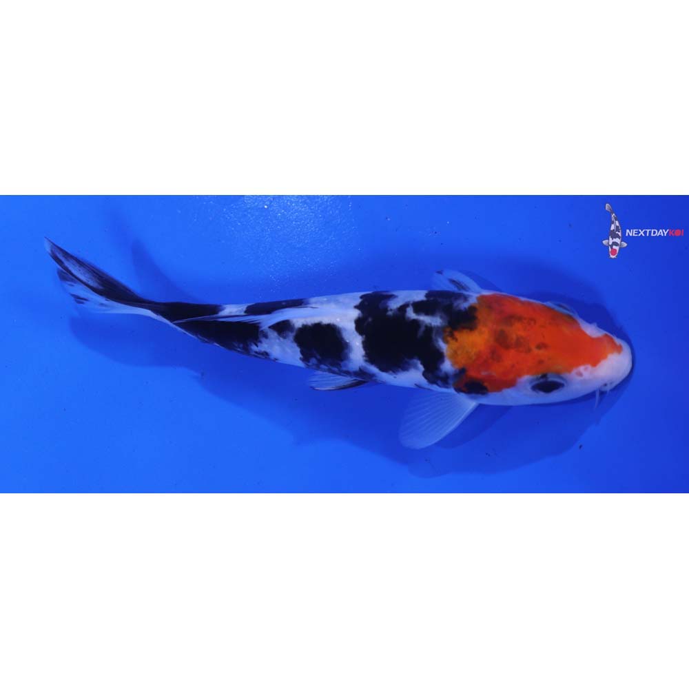 5.5” Imported Sanke