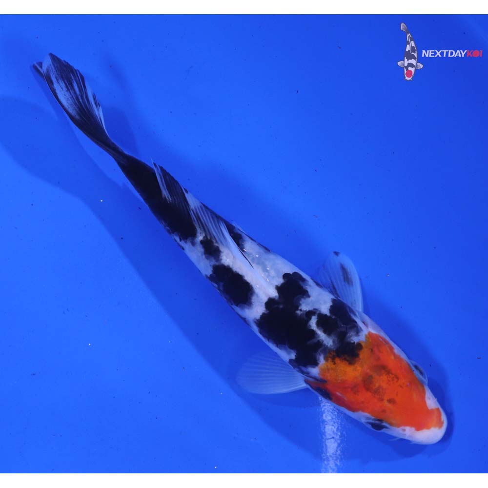 5.5” Imported Sanke