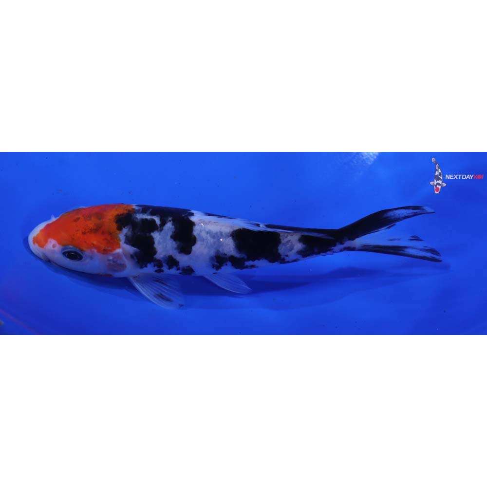 5.5” Imported Sanke