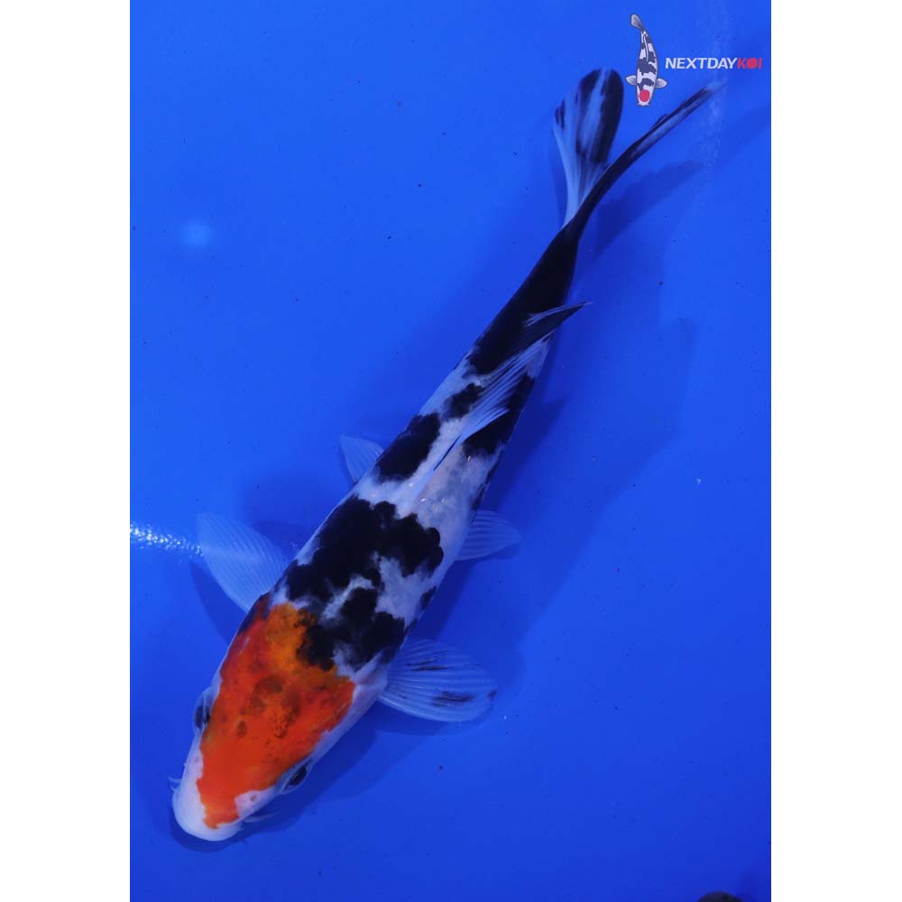 5.5” Imported Sanke