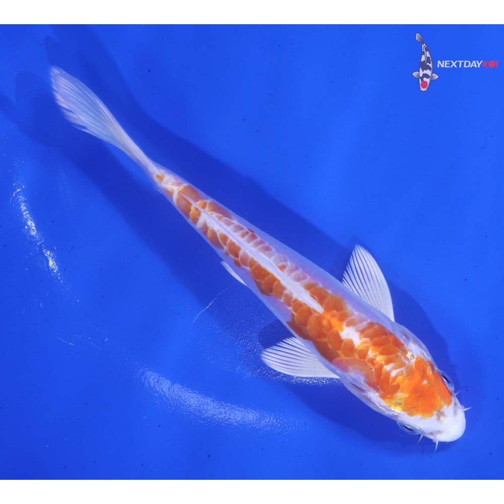 5.5” Imported Kikusui