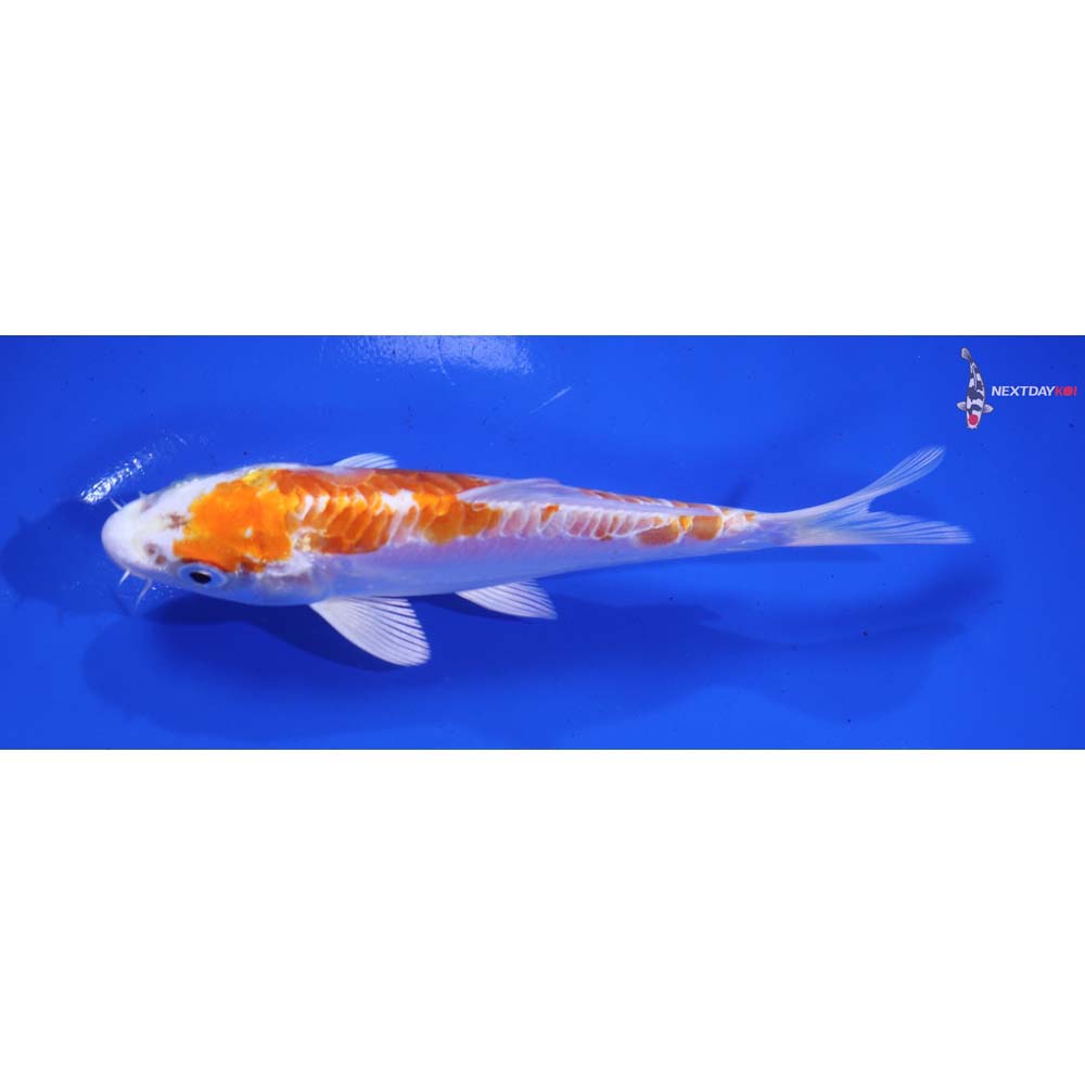 5.5” Imported Kikusui