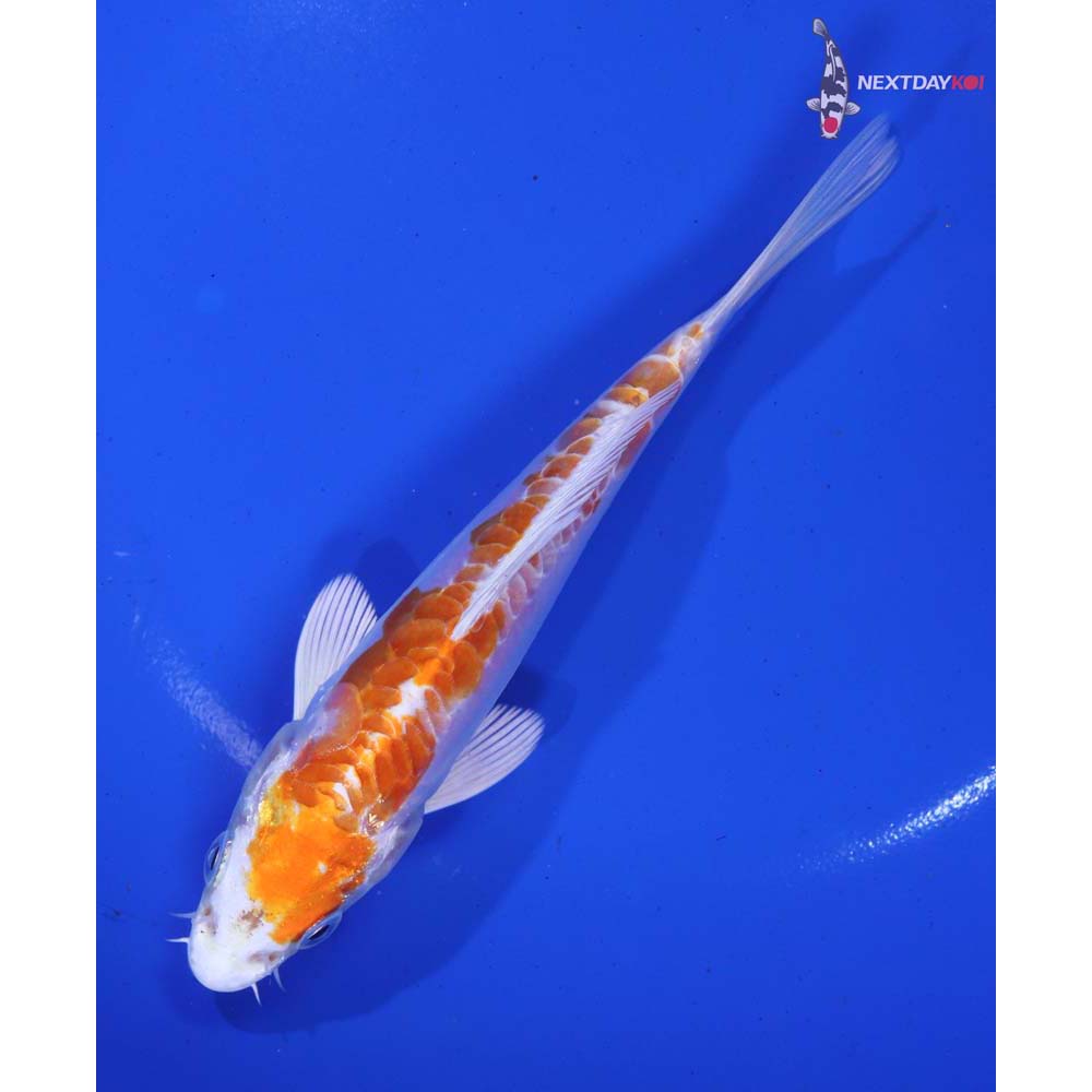 5.5” Imported Kikusui