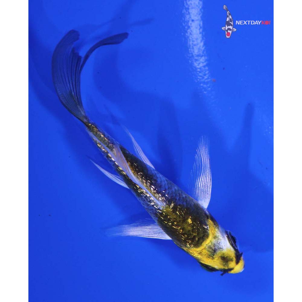 3” Imported Gin Rin Kujaku Butterfly Koi