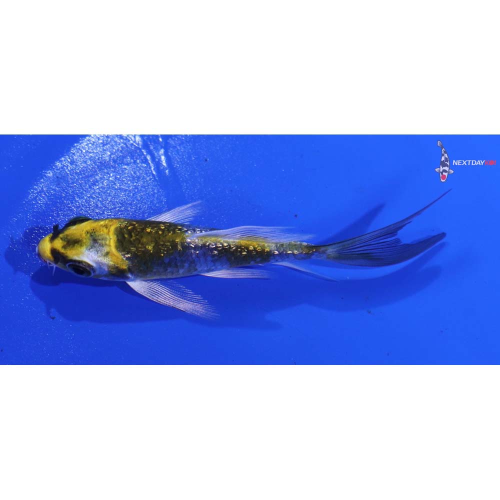 3” Imported Gin Rin Kujaku Butterfly Koi
