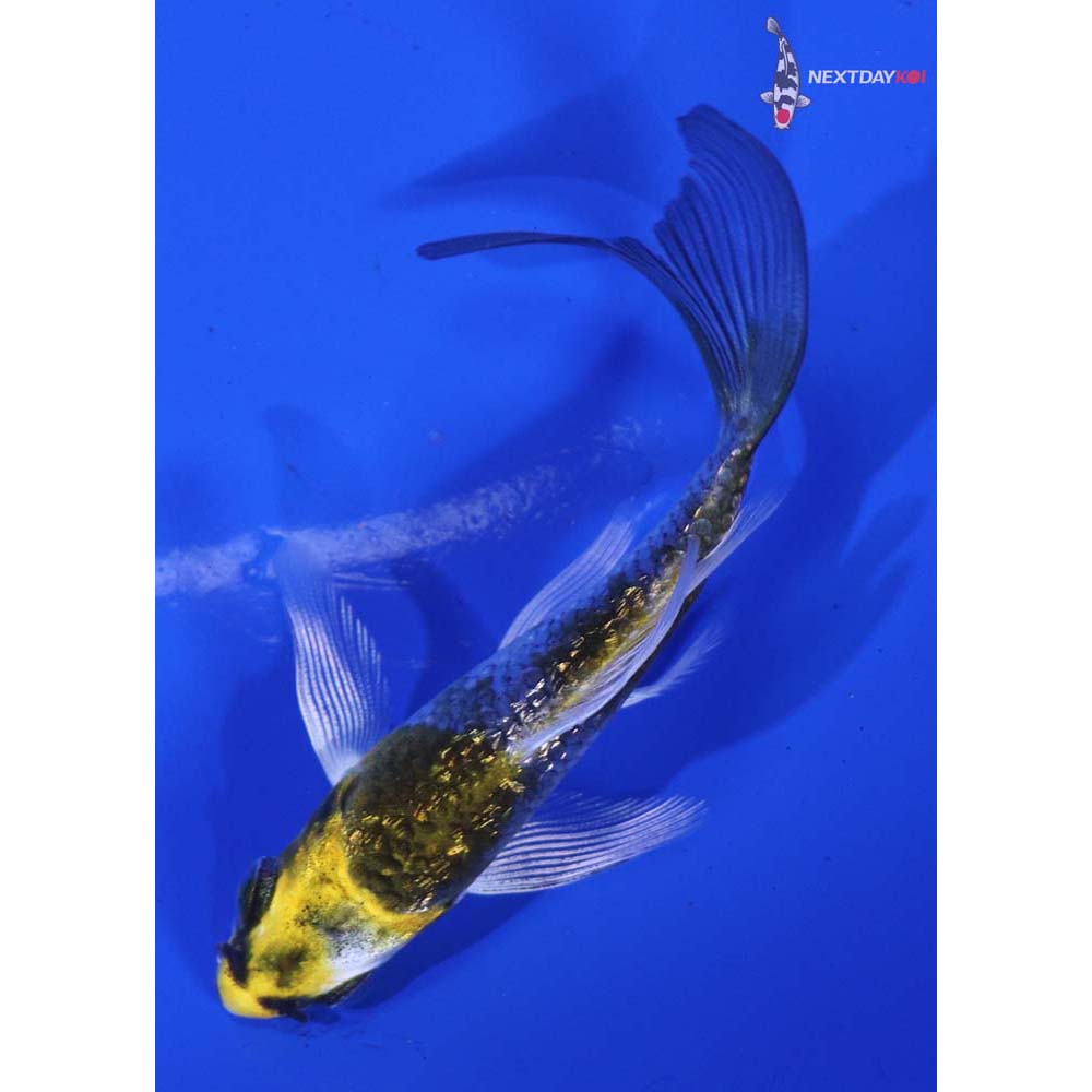3” Imported Gin Rin Kujaku Butterfly Koi
