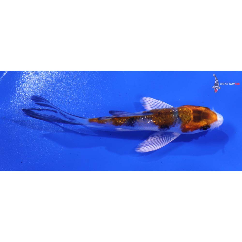 3.5” Imported Gin Rin Yamato Nishiki Butterfly Koi
