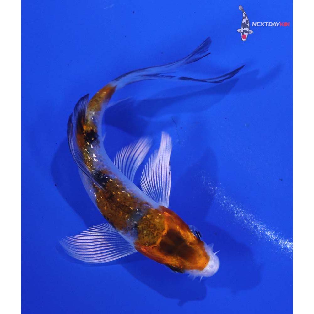 3.5” Imported Gin Rin Yamato Nishiki Butterfly Koi
