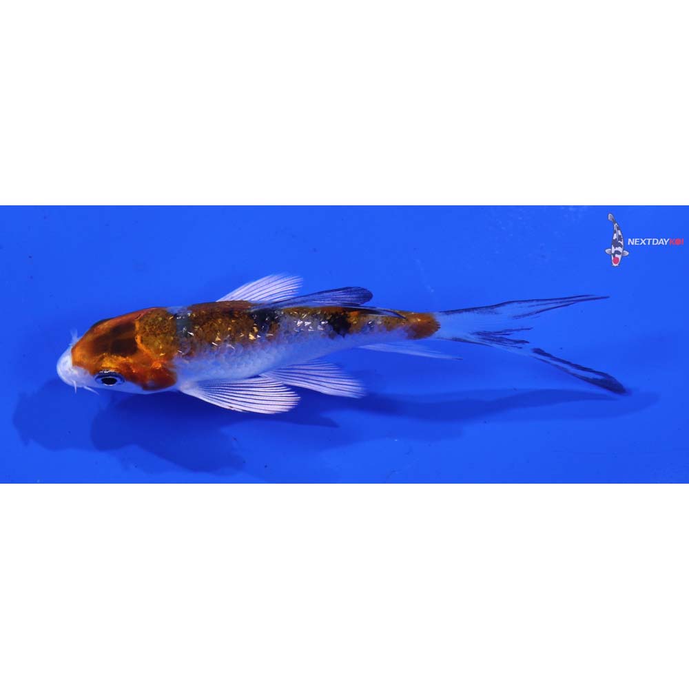 3.5” Imported Gin Rin Yamato Nishiki Butterfly Koi