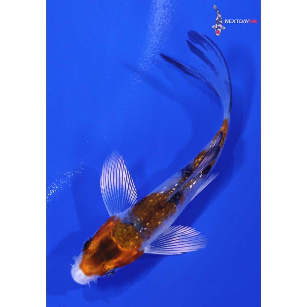 3.5” Imported Gin Rin Yamato Nishiki Butterfly Koi