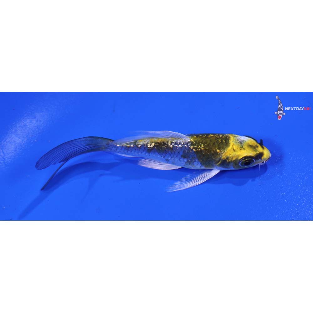 3” Imported Gin Rin Kujaku Butterfly Koi