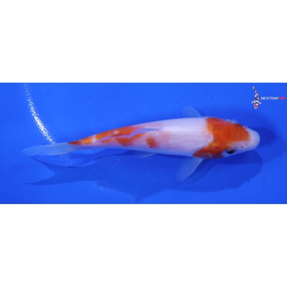 3.5” Imported Kohaku