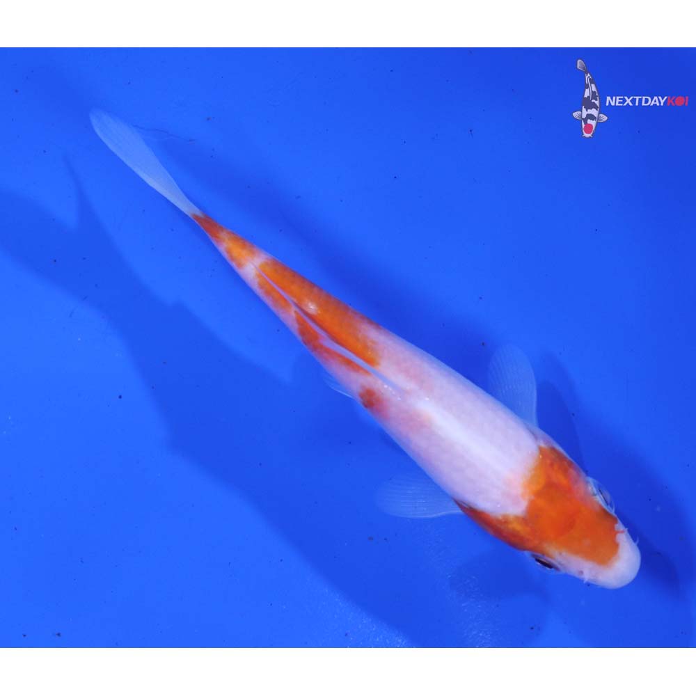 3.5” Imported Kohaku