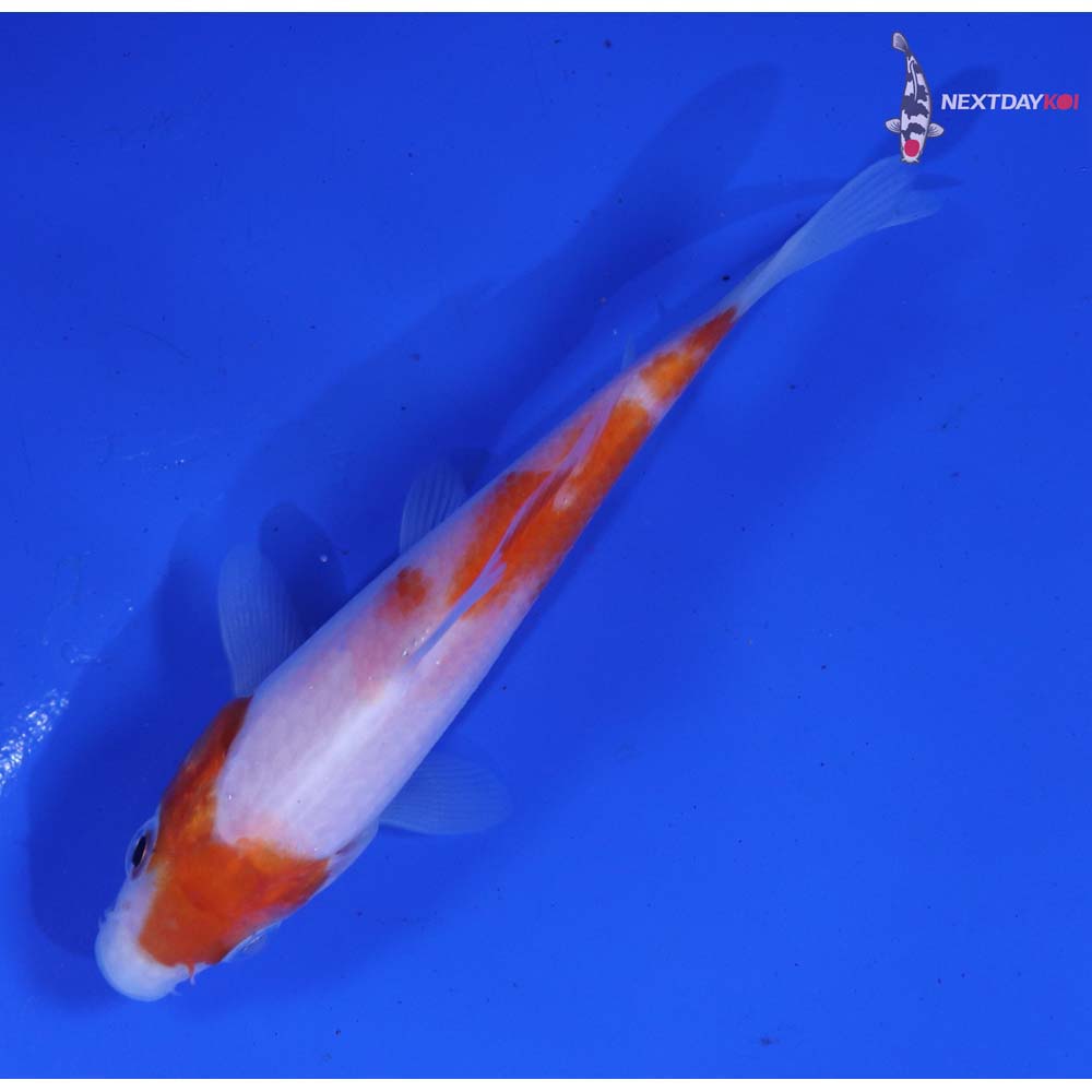 3.5” Imported Kohaku
