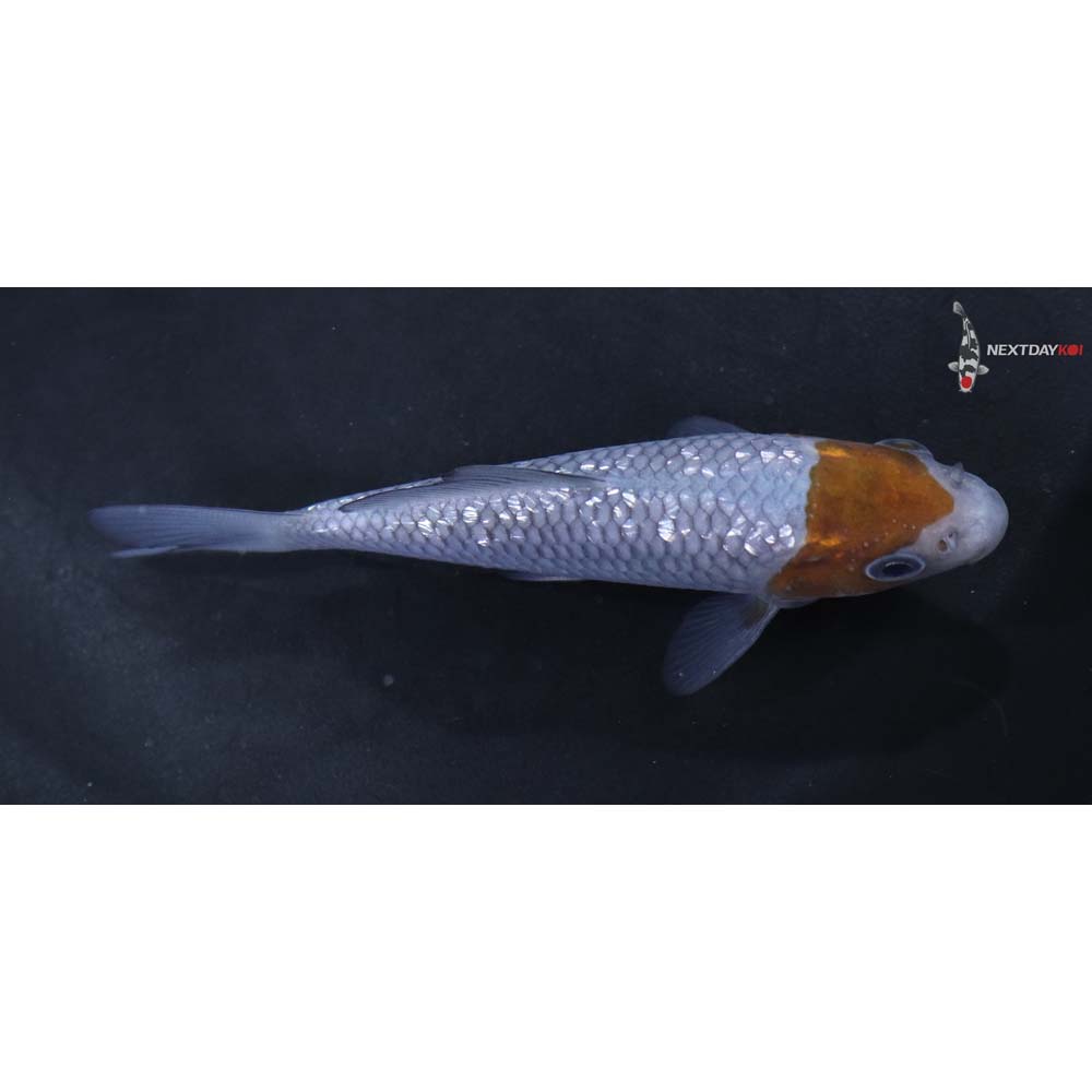 3.5” Imported Gin Rin Ochiba Shigure