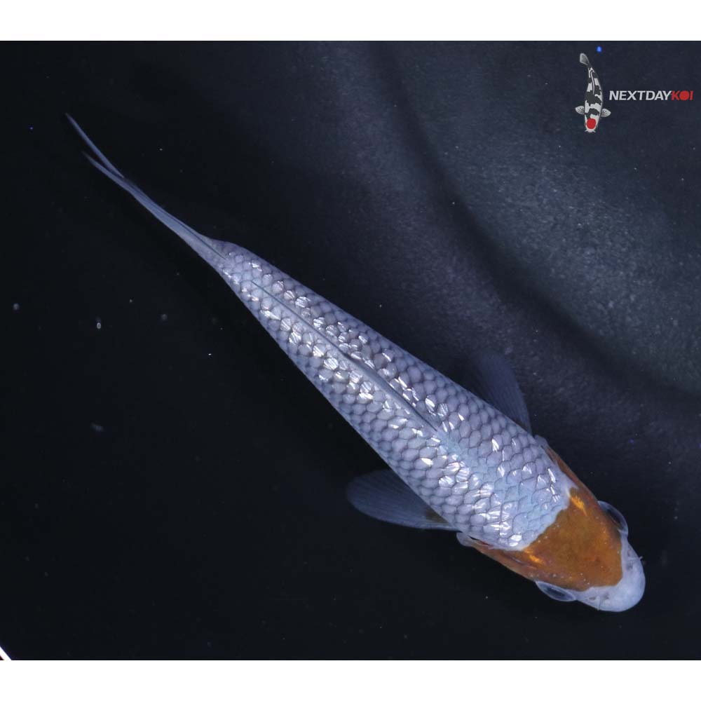 3.5” Imported Gin Rin Ochiba Shigure