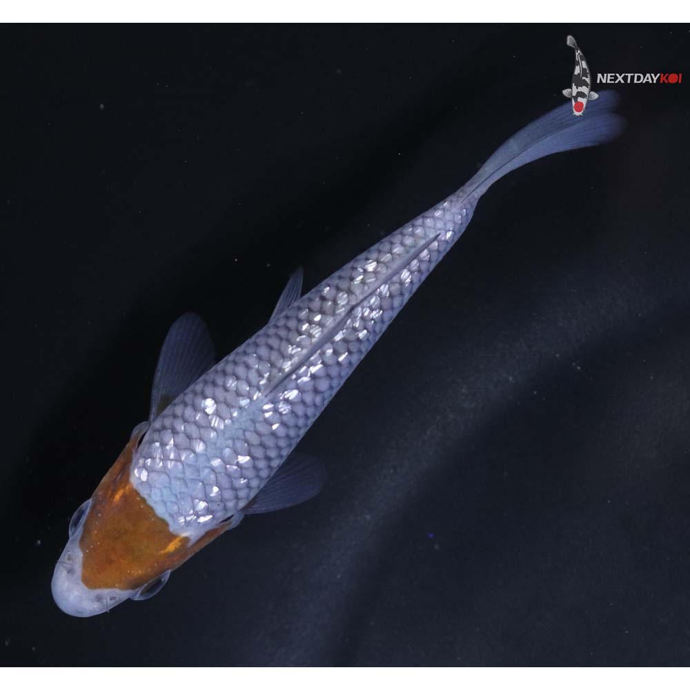 3.5” Imported Gin Rin Ochiba Shigure