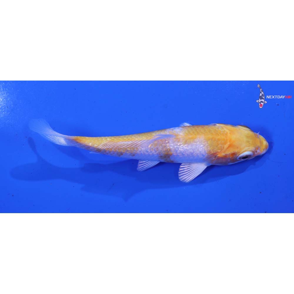 4” Imported Gin Rin Hariwake