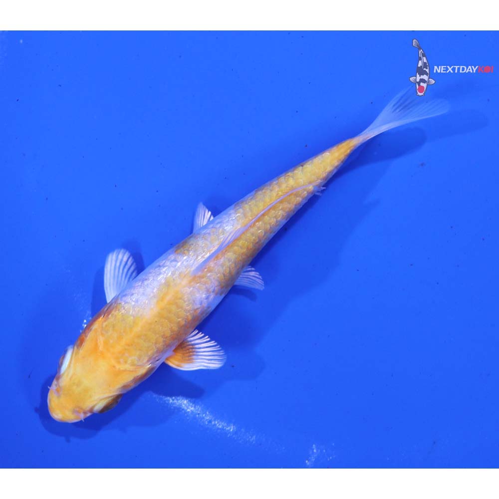 4” Imported Gin Rin Hariwake