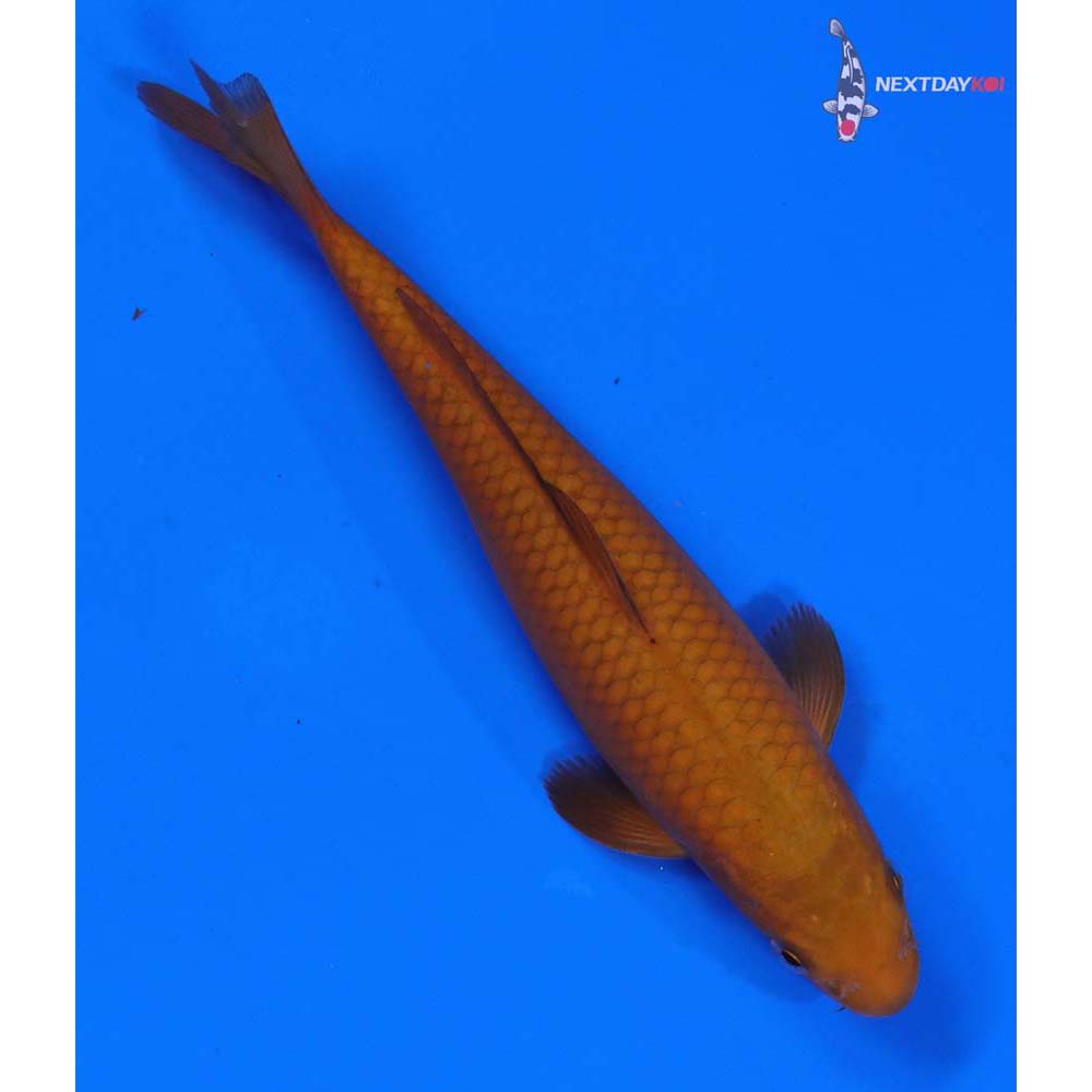 7” Imported Chagoi