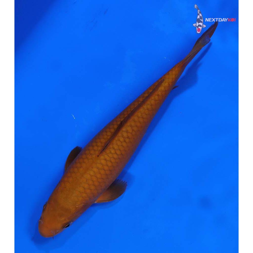 7” Imported Chagoi