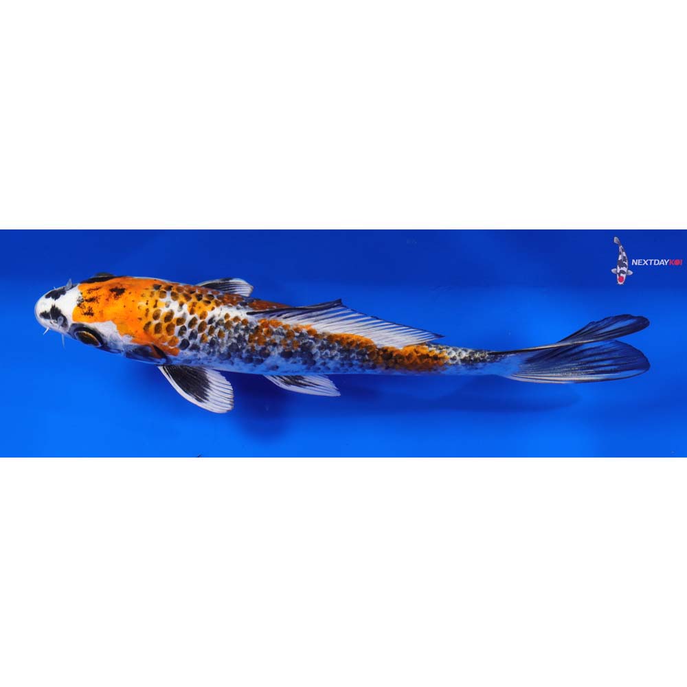 8” Imported Kujaku