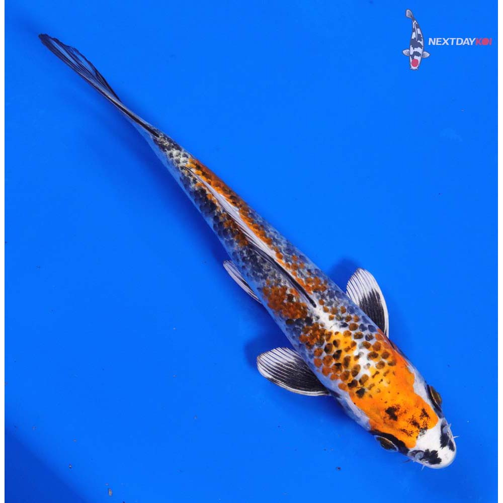 8” Imported Kujaku