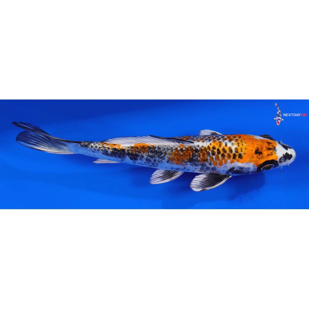 8” Imported Kujaku