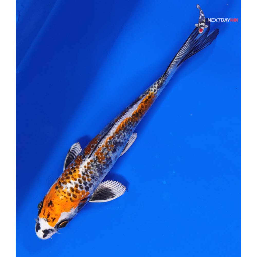 8” Imported Kujaku