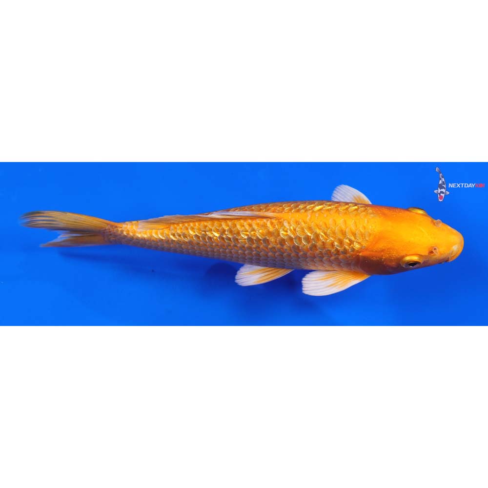 8” Imported Gin Rin Orenji Ogon