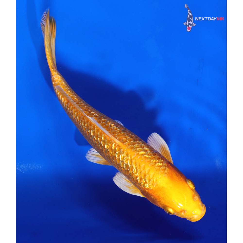 8” Imported Gin Rin Orenji Ogon