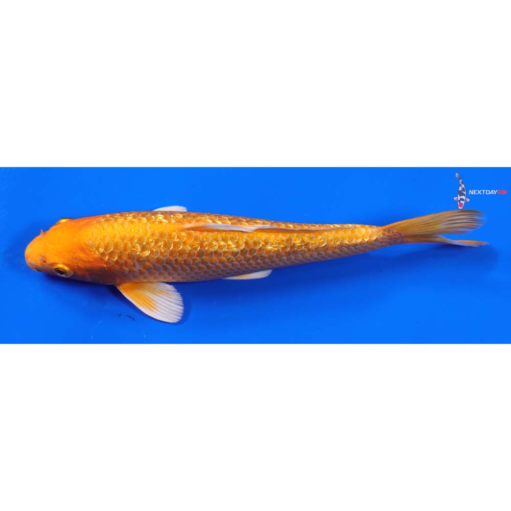 8” Imported Gin Rin Orenji Ogon