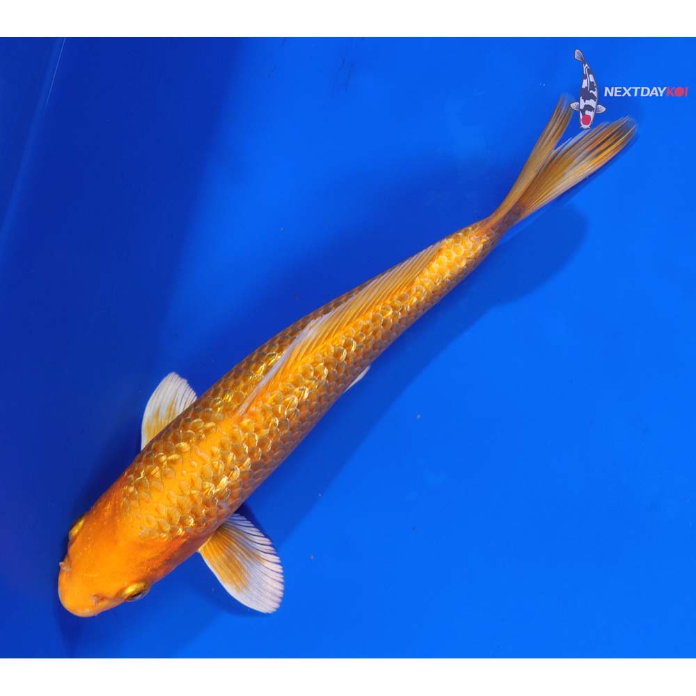 8” Imported Gin Rin Orenji Ogon