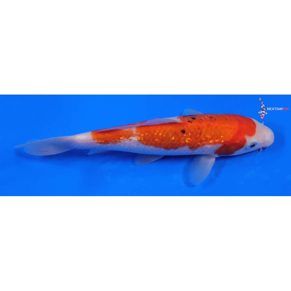 7.5” Imported Gin Rin Sanke