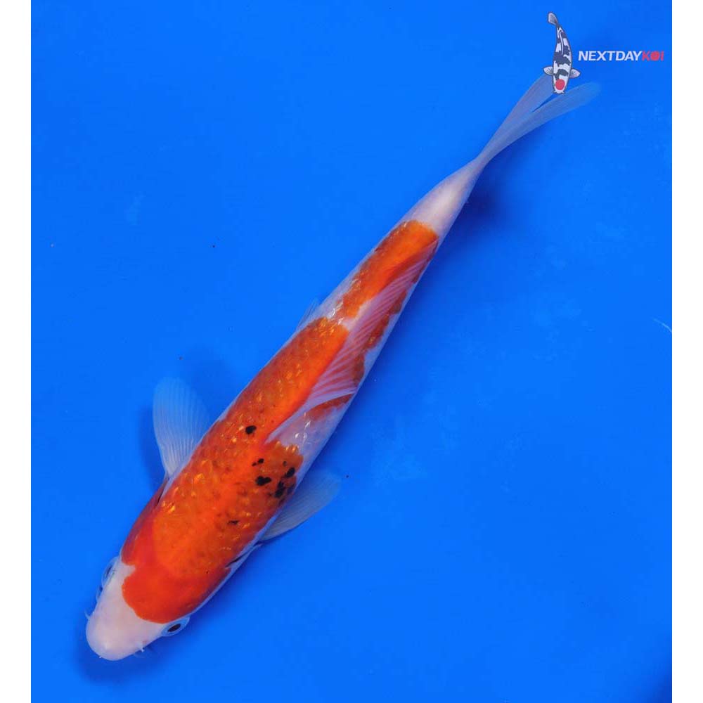 7.5” Imported Gin Rin Sanke