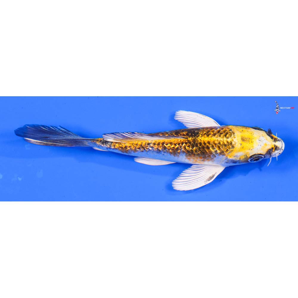 5” Imported Gin Rin Kujaku Butterfly Koi