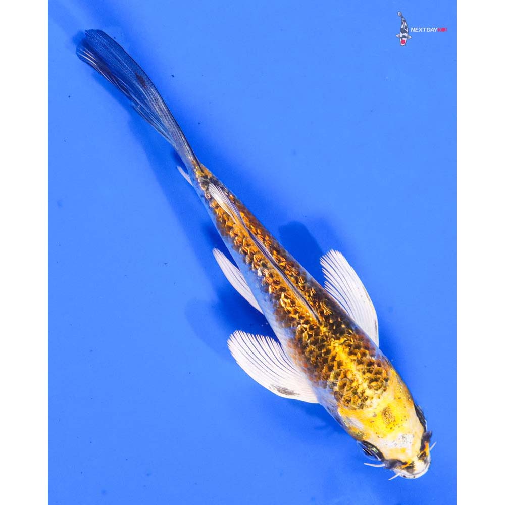 5” Imported Gin Rin Kujaku Butterfly Koi