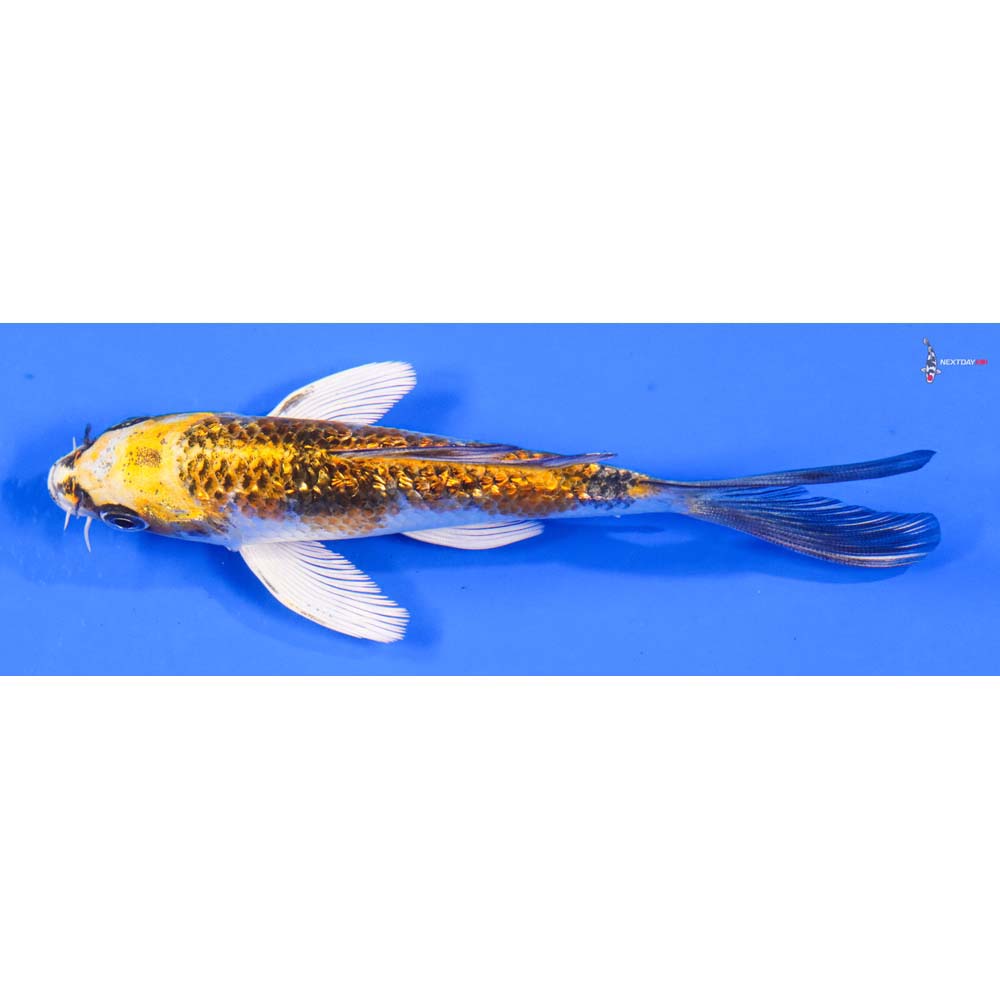 5” Imported Gin Rin Kujaku Butterfly Koi