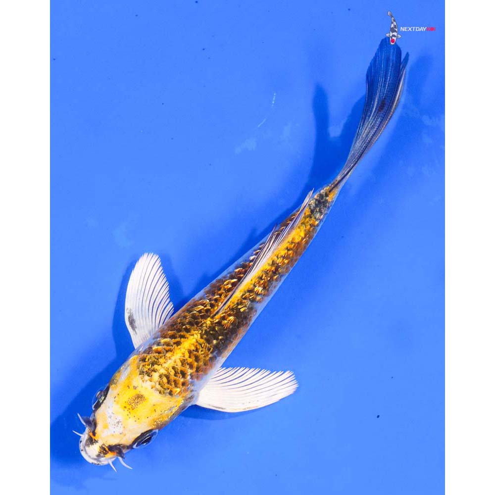 5” Imported Gin Rin Kujaku Butterfly Koi