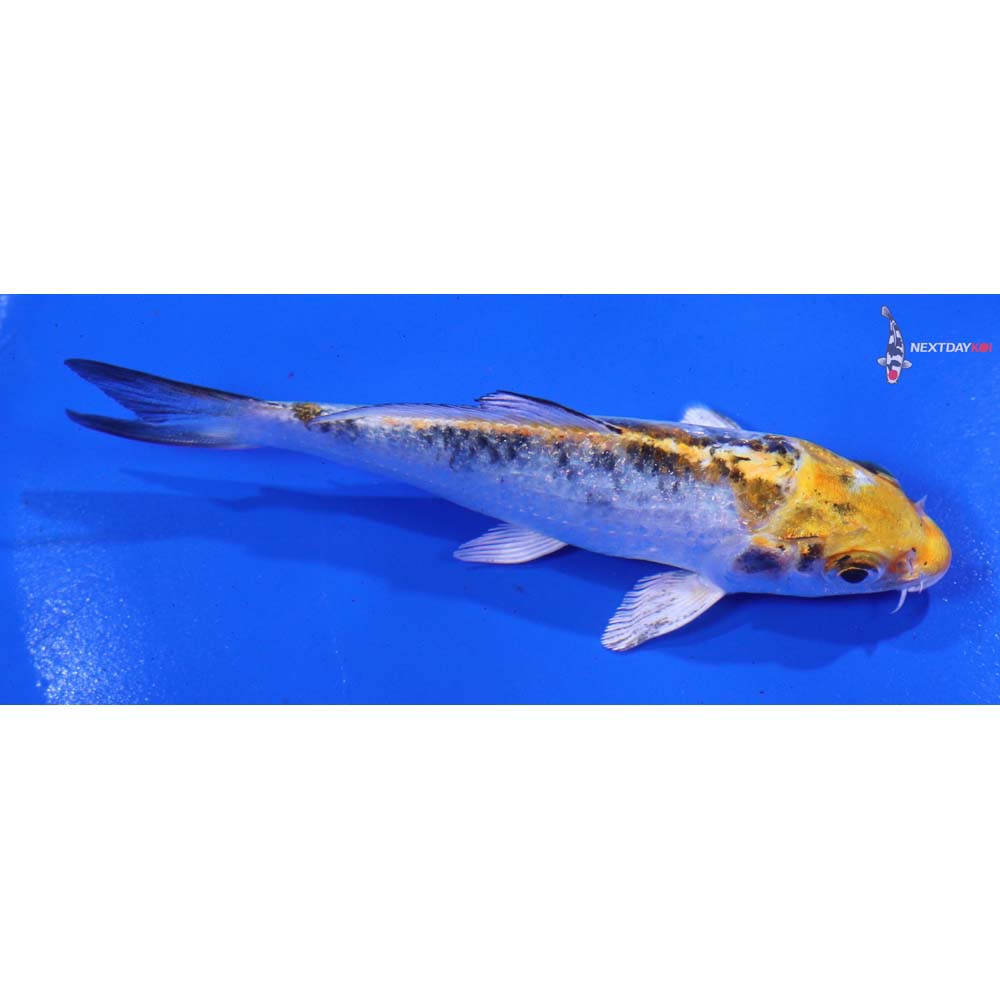 4” Imported Yamato Nishiki