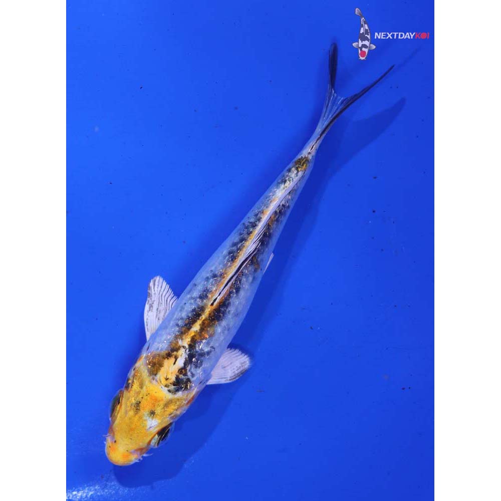 4” Imported Yamato Nishiki