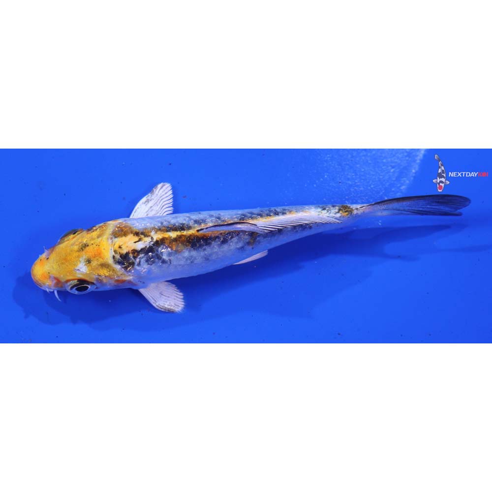 4” Imported Yamato Nishiki