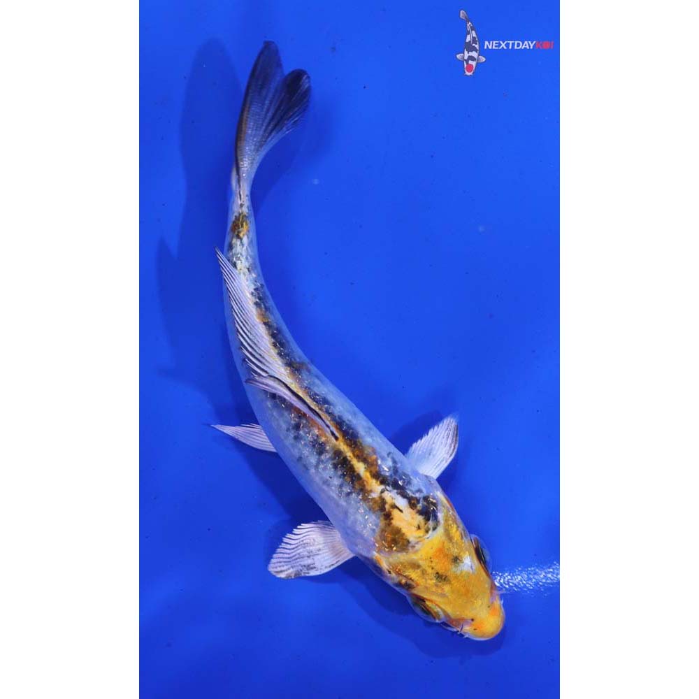 4” Imported Yamato Nishiki