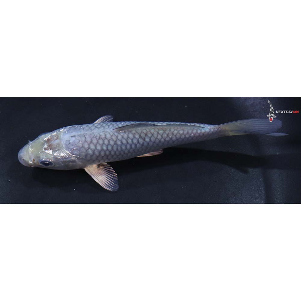 4.5” Imported Soragoi