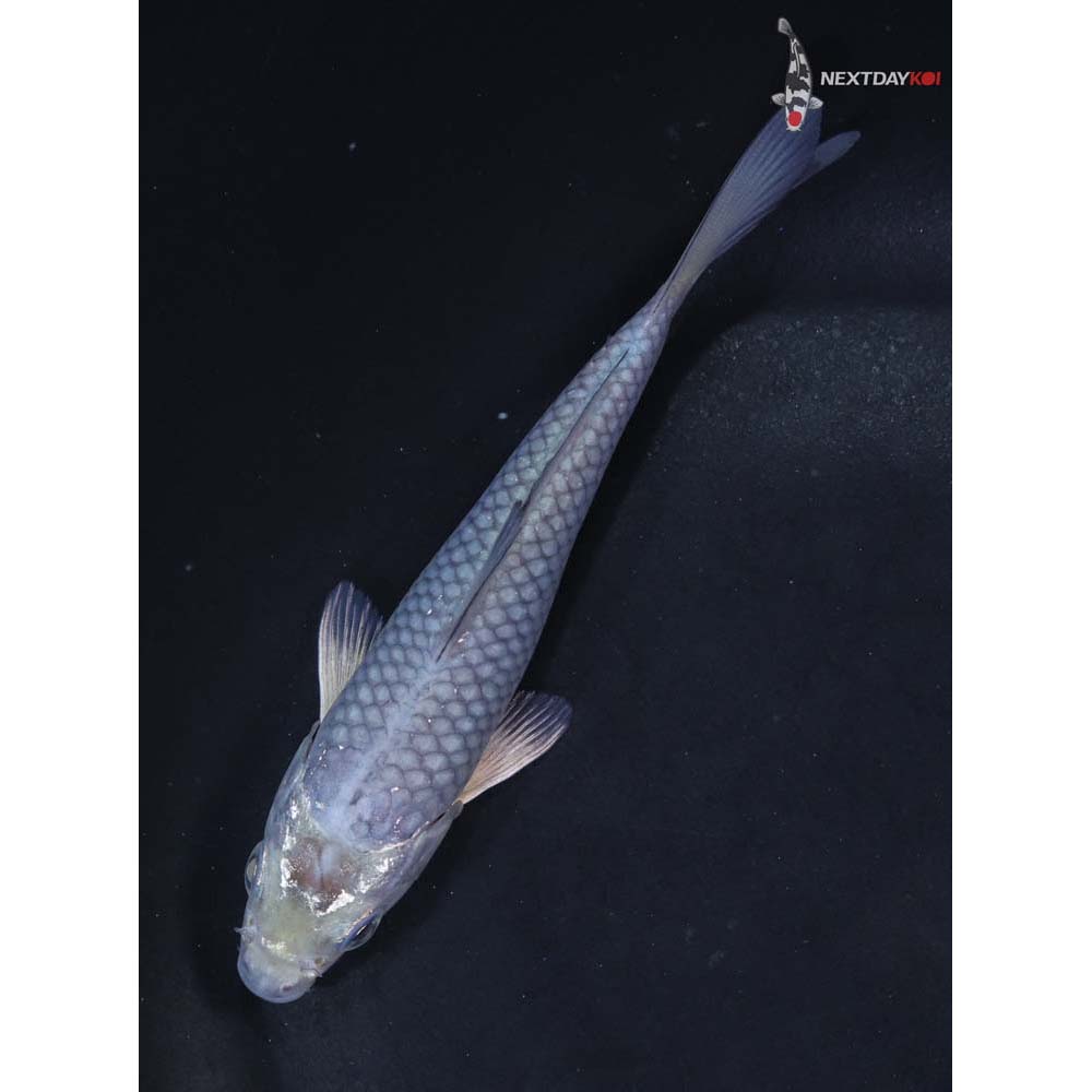 4.5” Imported Soragoi