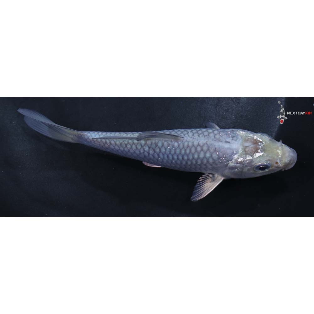 4.5” Imported Soragoi