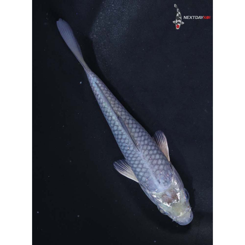 4.5” Imported Soragoi