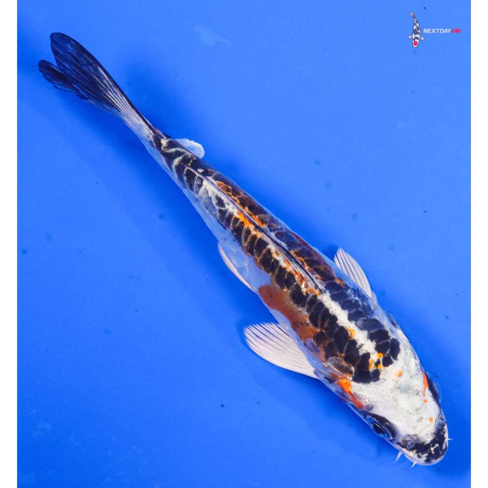 5” Imported Doitsu Kujaku