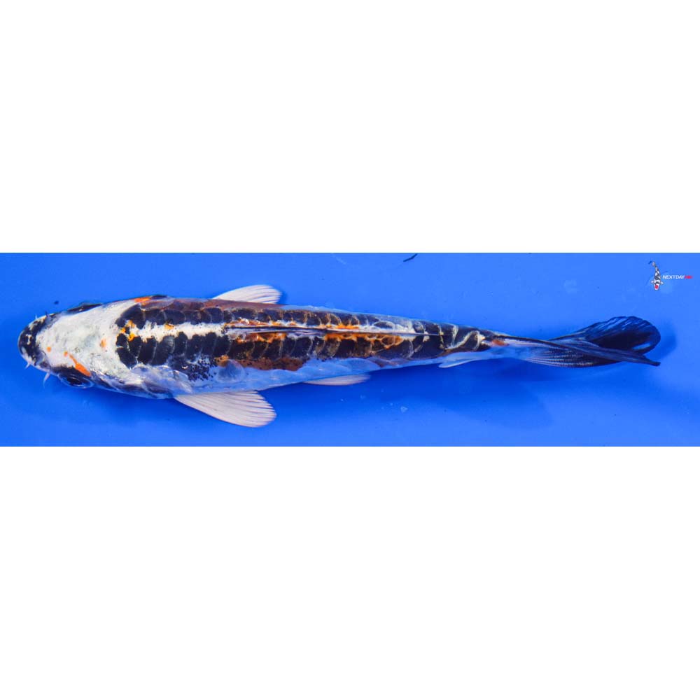 5” Imported Doitsu Kujaku